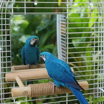 Vogel Speeltoren met Spiegel en Jute Touw - Klimmen, Kauwen, Dieren en Toebehoren