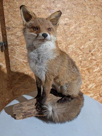 Rode vos Taxidermie volledige montage - Vulpes vulpes - 62, Nieuw