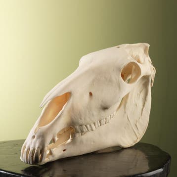 Paard Schedel Taxidermie Opgezette Dieren By Max, Ophalen of Verzenden, Nieuw, Wild dier, Opgezet dier