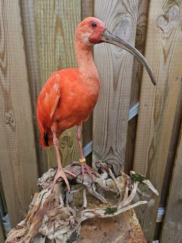 Rode Ibis Taxidermie volledige montage - Eudocimus Ruber -, Nieuw