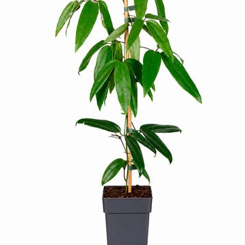 Clematis Armandii container (P15) Sierplanten, Wit, Verzenden, Overige soorten, Struik