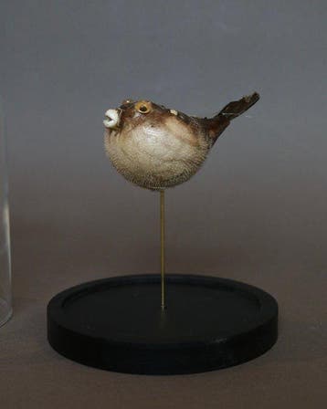 Kogelvis Taxidermie volledige montage - Diodon - 20 cm - 10, Nieuw