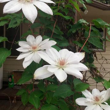 Clematis „Mrs. George Jackman” container (C2) Sierplante, Verzenden, Overige soorten