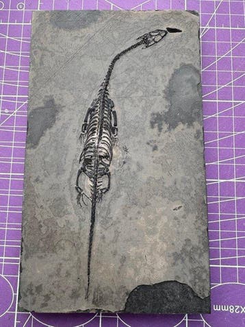 Fossiel reptiel: Keichousaurus – zeldzaam getuigenis uit het