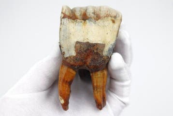 Wolharige neushoorn - Fossiele tand - Coelodonta