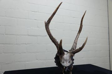 Sambar Deer Schedel met gewei - Cervus nippon - 24 cm - 40