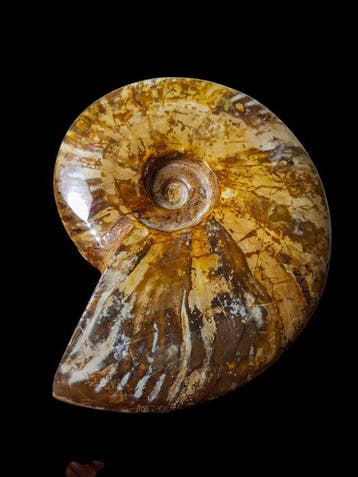 Ammoniet - Gefossiliseerde schelp - 18 cm - 15 cm, Verzamelen