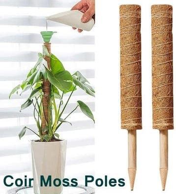 Mosstok Kokosstok planten totem 50 cm per stuk, Ophalen of Verzenden, Nieuw