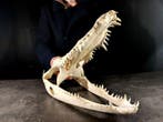 grote krokodillenkop Taxidermie volledige montage -, Nieuw