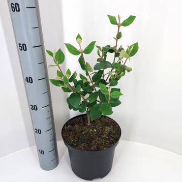 Viburnum burkwoodii Anne Russell | Sneeuwbal | € 11,50, Ophalen, Struik