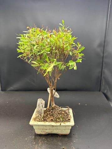 Japanese holly bonsai (Ilex crenata) - Hoogte (boom): 30 cm