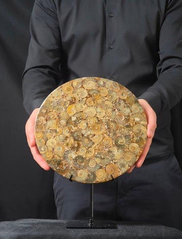 Ammoniet - Gefossiliseerd dier - Aioloceras (Cleoniceras), Verzamelen, Mineralen en Fossielen