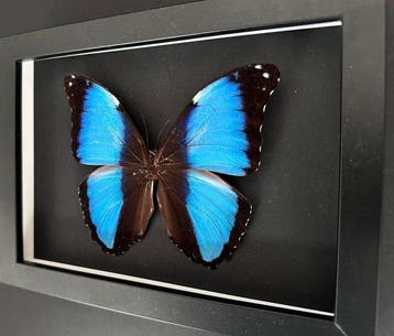 Vlinder Taxidermie volledige montage - Morpho Achilles du, Antiek en Kunst, Curiosa en Brocante