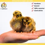 Jonge Barnevelder Kriel kuikens - Gesekste kuikens - Hennen, Dieren en Toebehoren, Pluimvee, Vrouwelijk, Kip