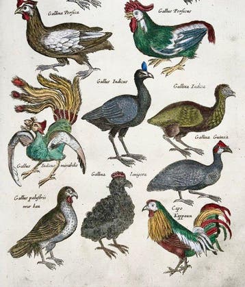 Matthäus Merian (1593-1650) - Folio: Birds: Monster Poultry,, Antiek en Kunst