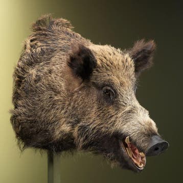 Wild Zwijn Groot Taxidermie Opgezette Dieren By Max, Verzamelen, Dierenverzamelingen, Ophalen of Verzenden, Nieuw, Wild dier, Opgezet dier