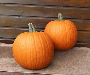 Hal. Eros F1 PMT Goede halloweenpompoen kleinverpakking, Ophalen of Verzenden, Nieuw