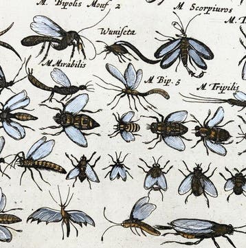 Matthäus Merian (1593-1650) - hand coloured folio: Bugs,