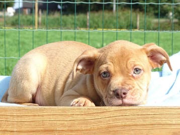 Old English Bulldog pups! | Mogen mee! | Hartelijk Welkom., Dieren en Toebehoren, Parvo, Nederland, 8 tot 15 weken, Bulldog