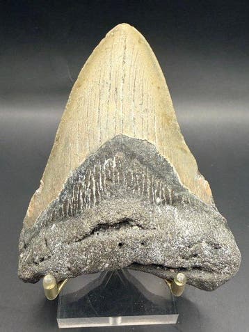 Megalodon - Fossiele tand - Carcharocles megalodon - 10.8 cm, Verzamelen