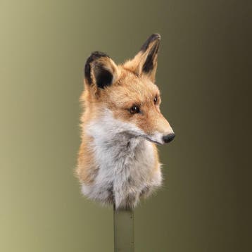 Vos Taxidermie Opgezette Dieren By Max, Verzamelen, Ophalen of Verzenden, Nieuw, Wild dier, Opgezet dier