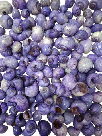 Nattai schelpen Lila-Paars Washed 1 kilo, Ophalen of Verzenden, Nieuw