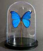Vlinder Taxidermie volledige montage - Morpho didius - 30 cm, Nieuw