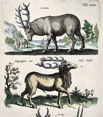 Matthäus Merian (1593-1650) - hand coloured folio: Deer,