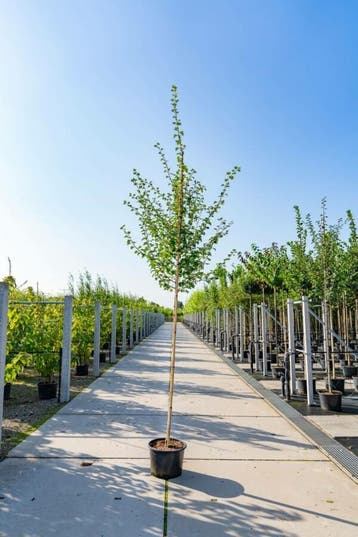 Crataegus laevigata hoogstam 12/14