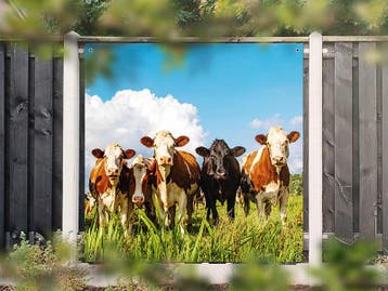 NR 1402: Tuinposter bonte koeien in wei 180x180cm, Nieuw