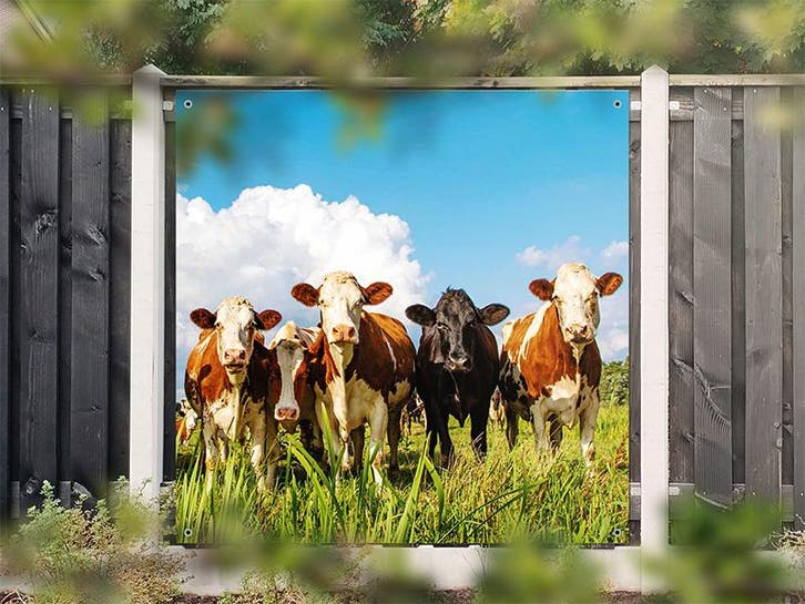 NR 1402: Tuinposter bonte koeien in wei 180x180cm, Tuin en Terras, Tuinwanddecoratie, Nieuw