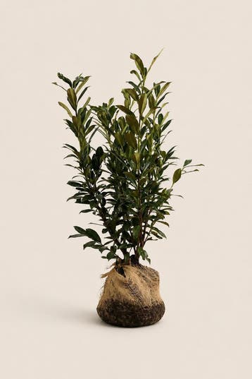Laurier Caucasica | Hoge wintergroene haag, Verzenden, Laurier, Haag, 100 tot 250 cm