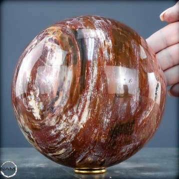 Natuurlijk versteend hout als bol – Intense houtnering in