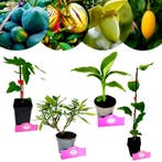 Set van 4 Exotische fruitplanten, Verzenden, Volle zon