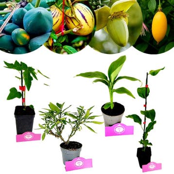 Set van 4 Exotische fruitplanten, Tuin en Terras, Verzenden, Volle zon
