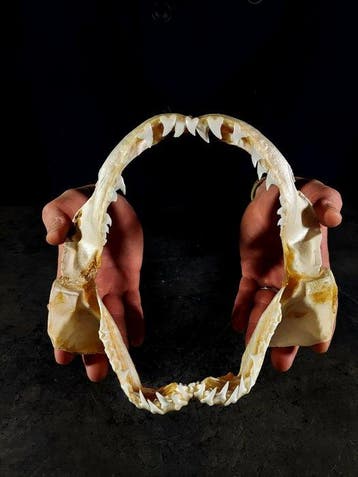 Prachtige kaak van een squalo verdesca Taxidermie volledige, Nieuw