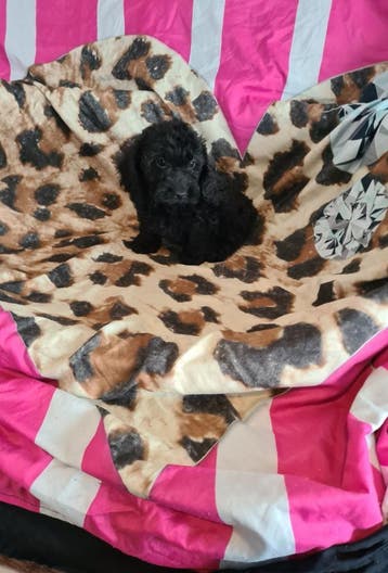 Kleine doxiepoo puppies! Dwergteckel x poedel. (Reutjes), Parvo, 8 tot 15 weken, Meerdere, Nederland