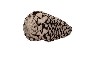Uitzonderlijke 100 mm GIANT Conus marmoreus - Prachtige
