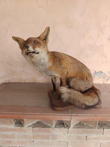 Rode vos Taxidermie volledige montage - Vulpes vulpes - 52, Nieuw