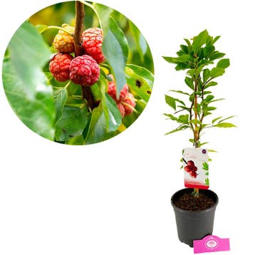 Cudriana tricuspidata + pot 17cm, Verzenden, Volle zon
