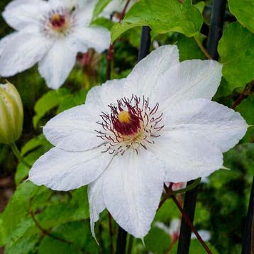 Bosrank Miss Bateman container (P15) Clematis, Sierplanten, Verzenden, Overige soorten, Struik