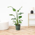 Green Bubble - Strelitzia Nicolai - 130cm, Huis en Inrichting, Kamerplanten, Ophalen of Verzenden