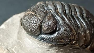 Trilobiet - Fossiel rugschild - Morocops Ovatus