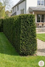 Taxus Baccata 180-200 cm - Pot, Tuin en Terras, Planten | Struiken en Hagen