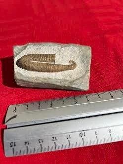 Ammoniet - Gefossiliseerd dier - Heteroceras Elegans