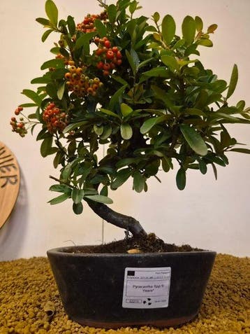 Vuurdoorn bonsai (Pyracantha) - Hoogte (boom): 37 cm -