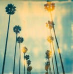 Stefanie Schneider - Palm Trees on Wilcox (Stranger than