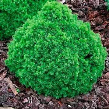 Sparren Tuincollectie – 3 Planten Coniferen, Verzenden, Conifeer, Struik