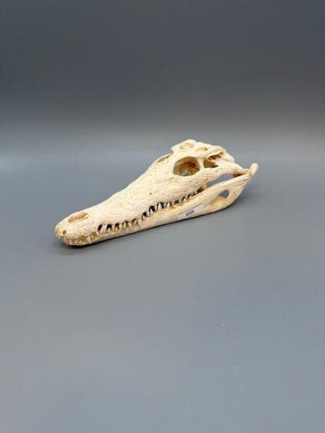 Nijlkrokodil Schedel - Crocodylus niloticus - 6 cm - 10 cm -, Nieuw