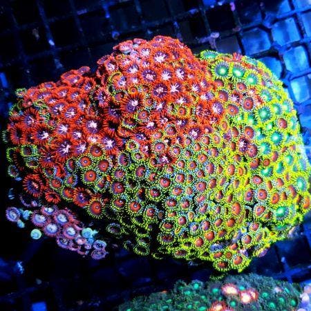 Zoanthus sp assorted Vietnam (Max 100 poliepen op steen, cir, Dieren en Toebehoren, Vissen | Aquaria en Toebehoren, Ophalen of Verzenden